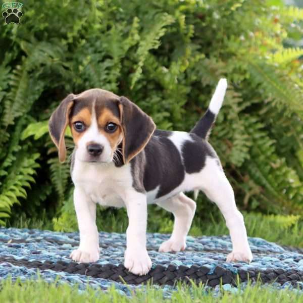 Pixie, Beagle Puppy