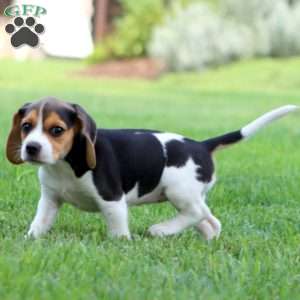 Pixie, Beagle Puppy