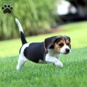 Pixie, Beagle Puppy
