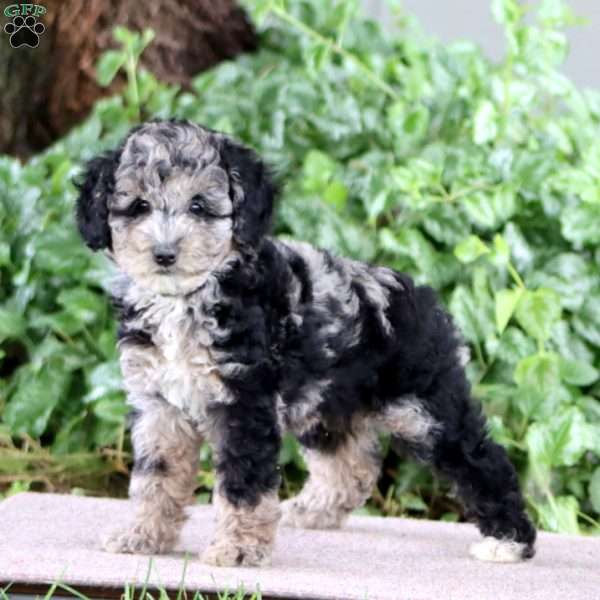Pluma, Miniature Poodle Puppy