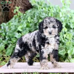 Pluma, Miniature Poodle Puppy