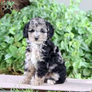 Pluma, Miniature Poodle Puppy