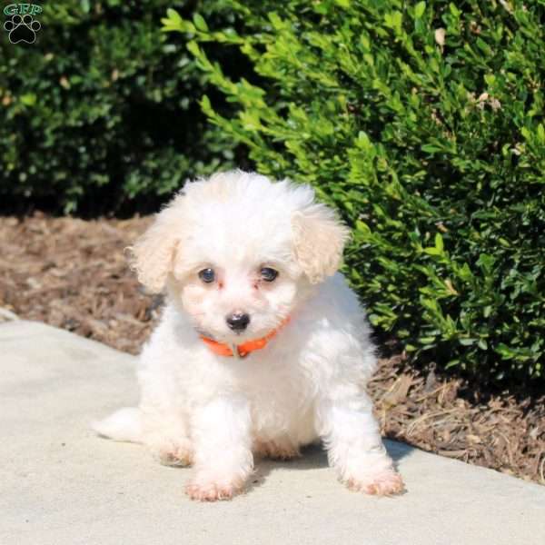 Polly, Bich-Poo Puppy
