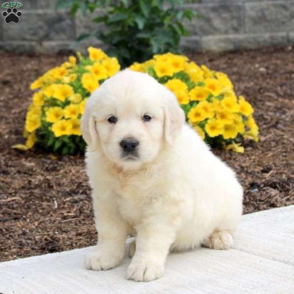 Polly, English Cream Golden Retriever Puppy