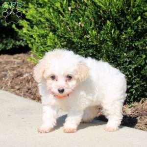 Polly, Bich-Poo Puppy