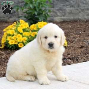 Polly, English Cream Golden Retriever Puppy
