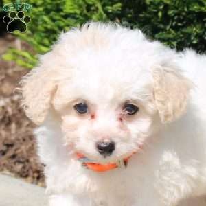Polly, Bich-Poo Puppy