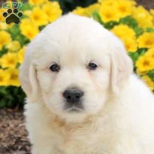Polly, English Cream Golden Retriever Puppy