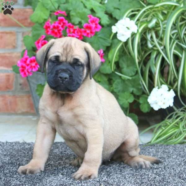 Poppy, English Mastiff Puppy
