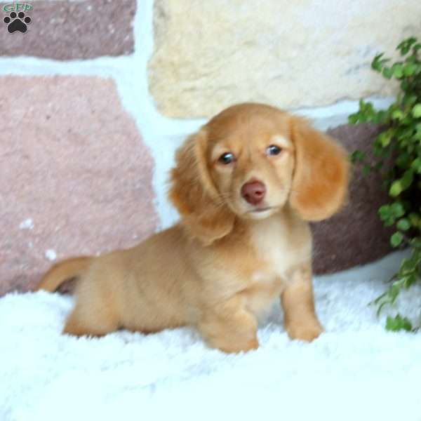 Poppy-Mini, Dachshund Puppy