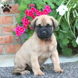 Poppy, English Mastiff Puppy