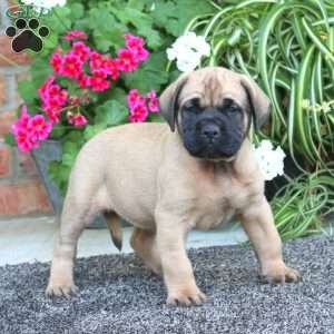 Poppy, English Mastiff Puppy
