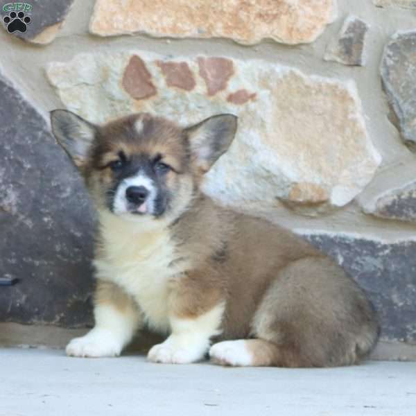Poppy, Pembroke Welsh Corgi Puppy