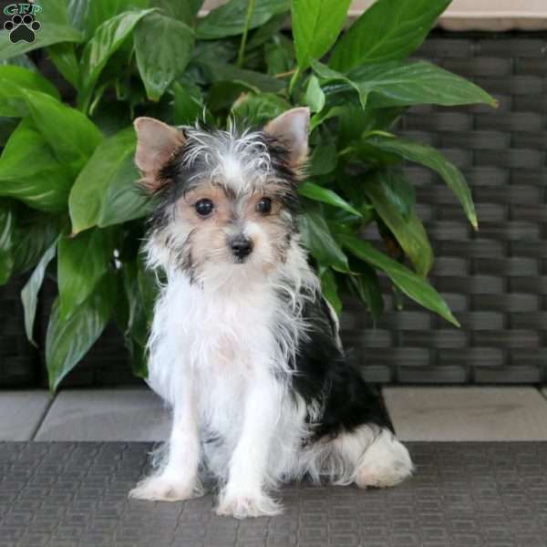 Poppy, Yorkie Puppy