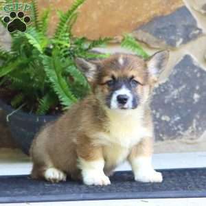 Poppy, Pembroke Welsh Corgi Puppy