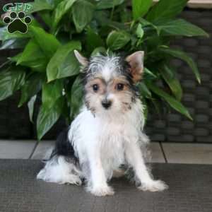 Poppy, Yorkie Puppy