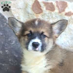 Poppy, Pembroke Welsh Corgi Puppy