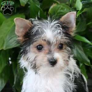 Poppy, Yorkie Puppy