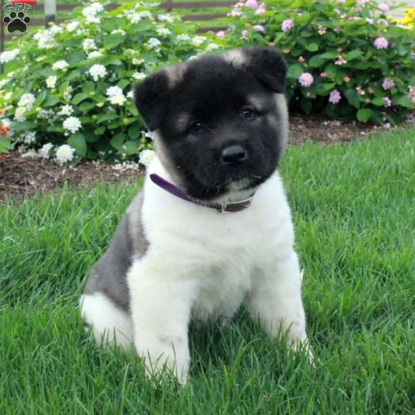 Prada, Akita Puppy