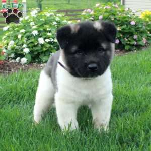 Prada, Akita Puppy