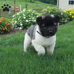 Prada, Akita Puppy