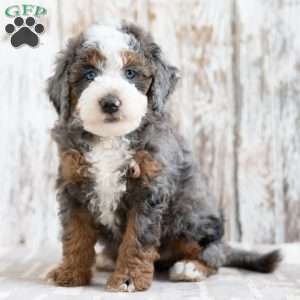 Prairie, Mini Bernedoodle Puppy