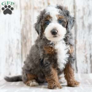 Prairie, Mini Bernedoodle Puppy