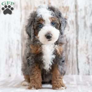 Prairie, Mini Bernedoodle Puppy