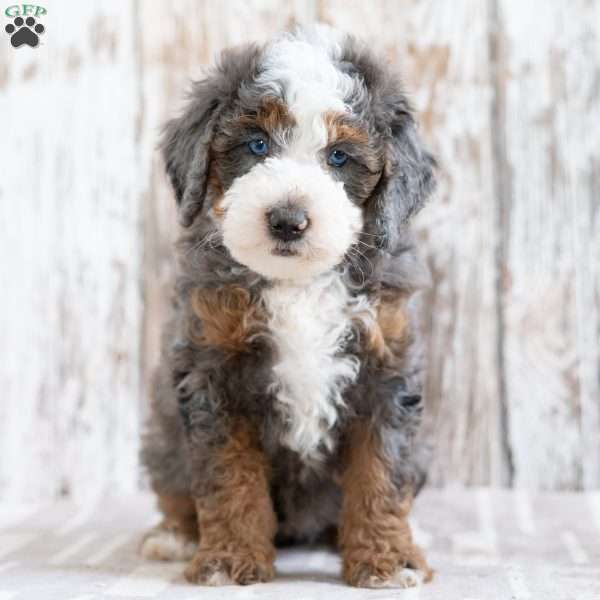 Prairie, Mini Bernedoodle Puppy