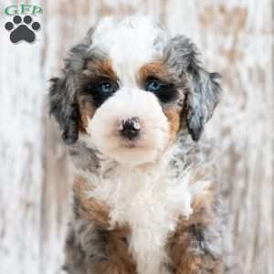 Prairie, Mini Bernedoodle Puppy