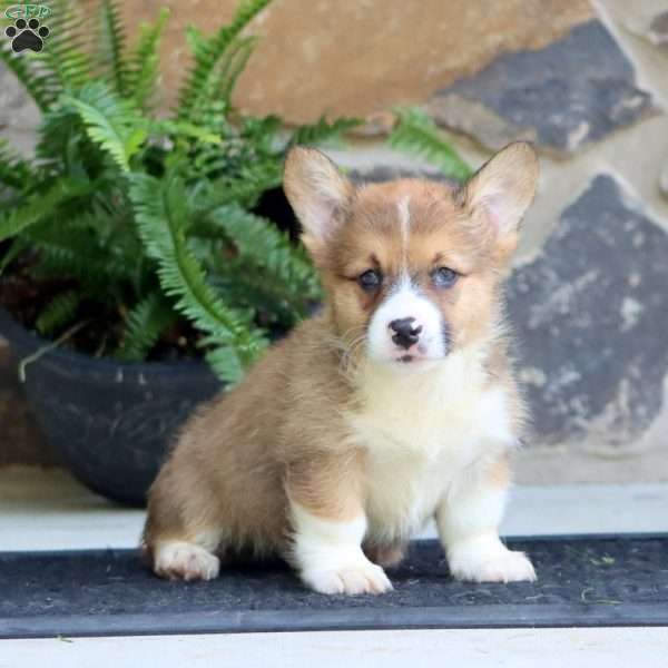 Prancer, Pembroke Welsh Corgi Puppy