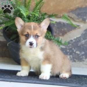 Prancer, Pembroke Welsh Corgi Puppy