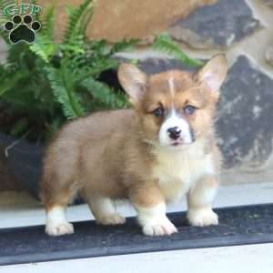 Prancer, Pembroke Welsh Corgi Puppy