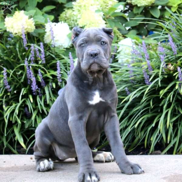 Precious, Cane Corso Puppy