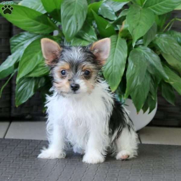 Precious, Yorkie Puppy