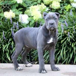 Precious, Cane Corso Puppy