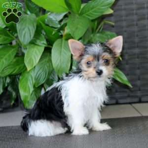 Precious, Yorkie Puppy