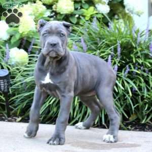 Precious, Cane Corso Puppy