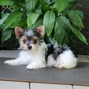 Precious, Yorkie Puppy