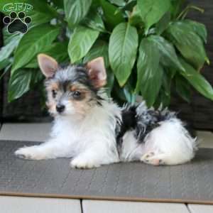 Precious, Yorkie Puppy