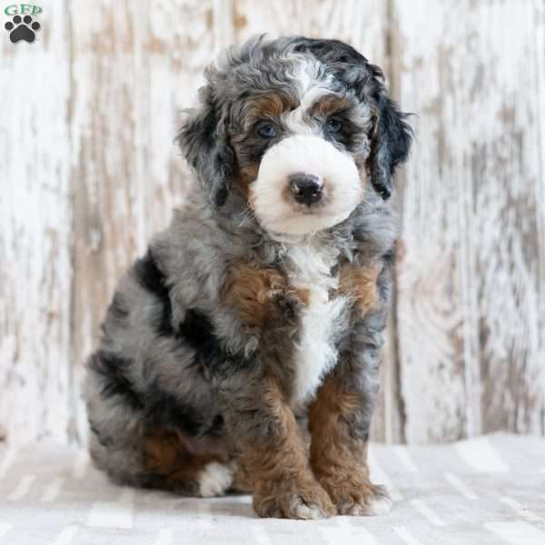 Preston, Mini Bernedoodle Puppy