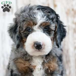 Preston, Mini Bernedoodle Puppy