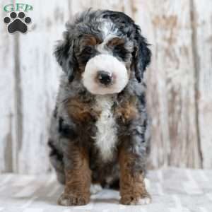Preston, Mini Bernedoodle Puppy