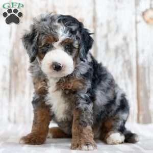 Preston, Mini Bernedoodle Puppy
