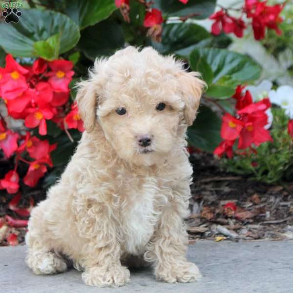 Preston, Maltipoo Puppy