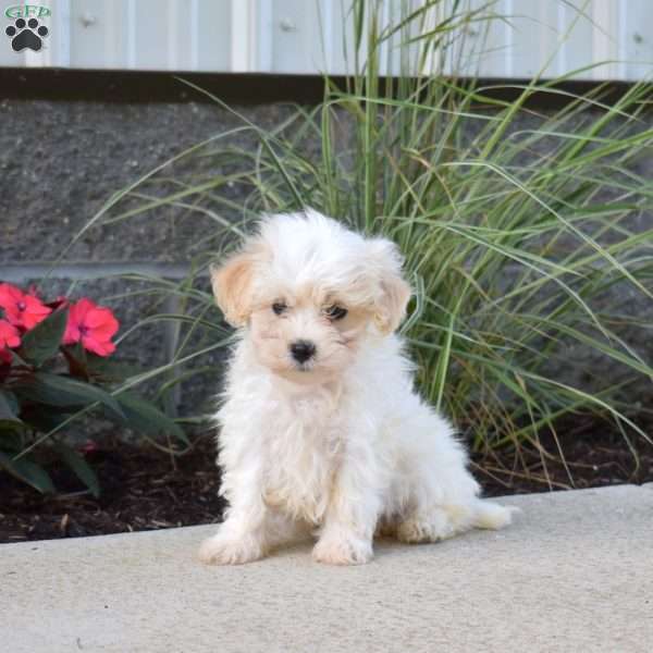 Preston, Maltipoo Puppy