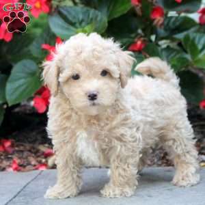 Preston, Maltipoo Puppy
