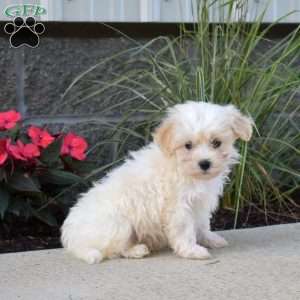 Preston, Maltipoo Puppy