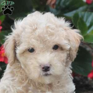 Preston, Maltipoo Puppy