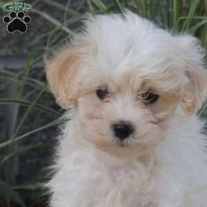 Preston, Maltipoo Puppy